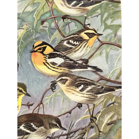 VTG Warbler Bookplate Allan Brooks Lithograph Bird Portraits In Color - Picture 9 of 10